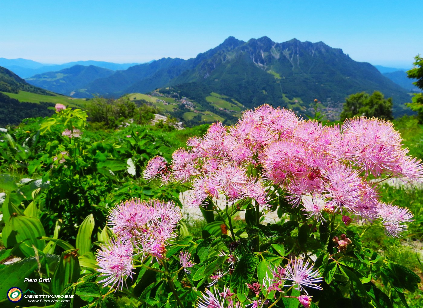 59 Thalictrum aquilegifolium  (Pigamo colombino).JPG